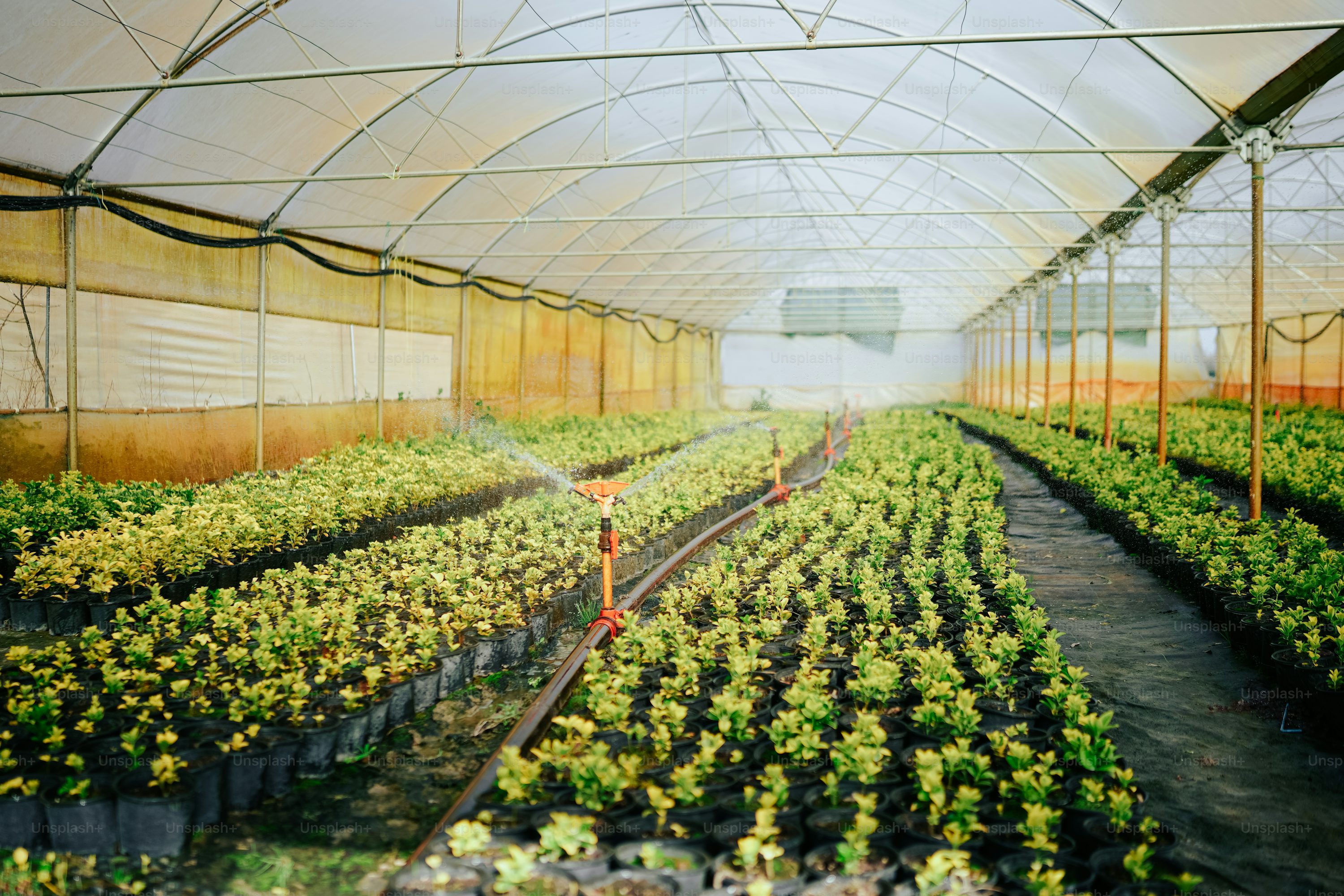Benefits of Greenhouse Farming