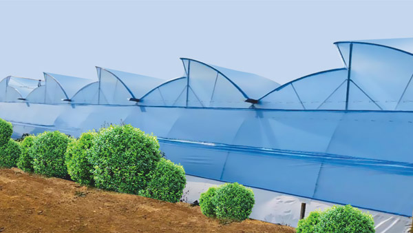 Natural Ventilated Greenhouse
